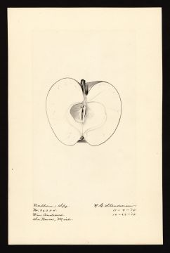 USDA Pomological Watercolor by Steadman, Royal Charles (South Haven, Van Buren, Michigan)