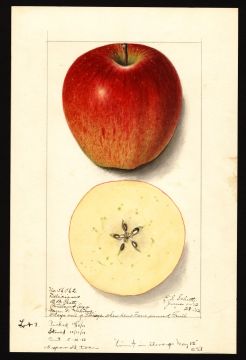 USDA Pomological Watercolor of Red Delicious