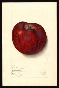 USDA Pomological Watercolor by Arnold, Mary Daisy (Yakima, Yakima, Washington)