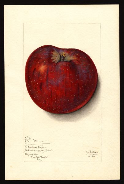 File:USDA Pomological Blue Pearmain POM00001403.jpg