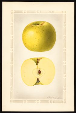 POM00002201 by Steadman, Royal Charles b., Arlington