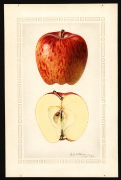 USDA Pomological Watercolor of Red Delicious