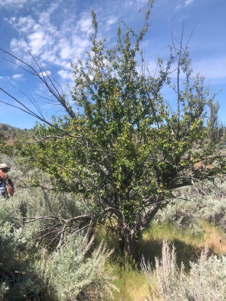 File:Tree Lithgow Springs 119.jpg