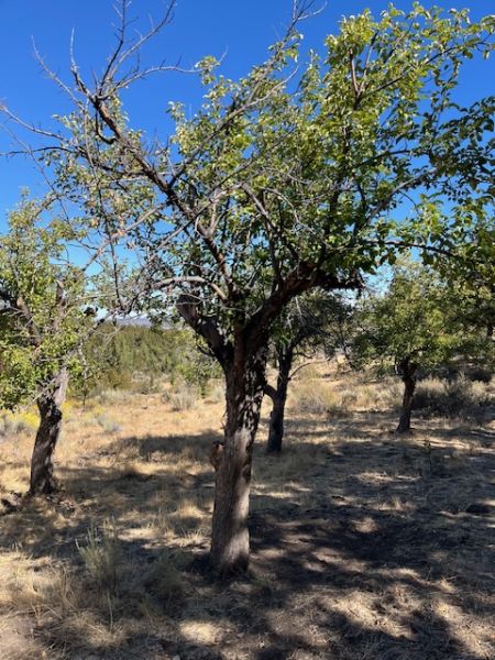 File:Tree McCoin Lower 94.jpg