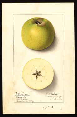 POM00000532 by Schutt, Ellen Isham, Watsonville