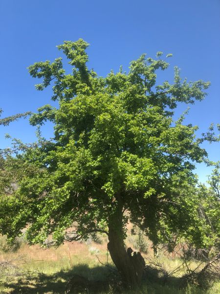File:Tree McCoin Lower 82.jpg