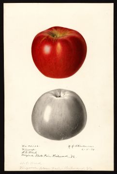 USDA Pomological Watercolor by Steadman, Royal Charles (Richmond, Virginia)