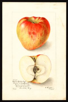 USDA Pomological Watercolor by Heiges, Bertha (Australia)