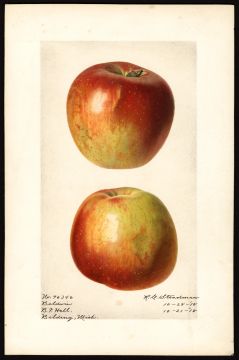 USDA Pomological Watercolor by Steadman, Royal Charles (Belding, Ionia, Michigan)