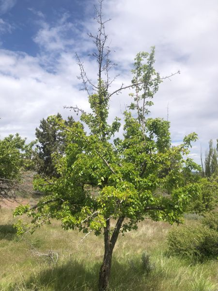 File:Tree McCoin Upper 57.jpg