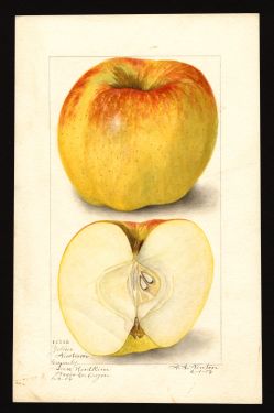 POM00000888 by Newton, Amanda Almira, Hood River; Wasco