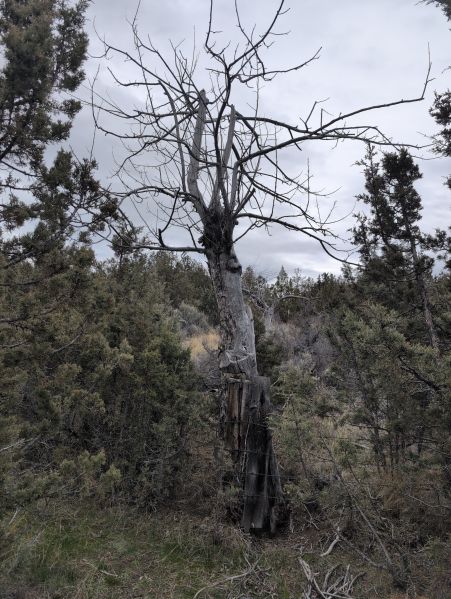 File:Hattie Cyrus Orchard 1.jpg