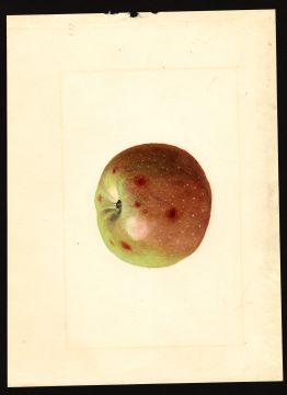USDA Pomological Watercolor by Shull, James Marion (Winchester, Virginia)