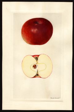 USDA Pomological Watercolor of Missouri Pippin