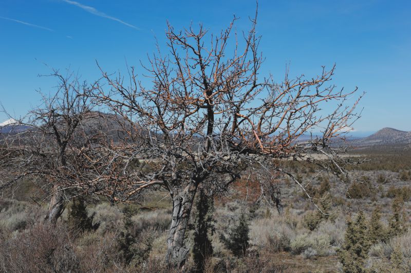 File:Tree Cyrus 24.JPG