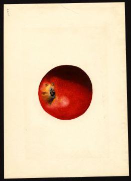 USDA Pomological Watercolor by Shull, James Marion (Wayne, New York)