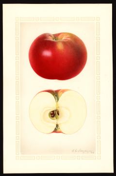 USDA Pomological Watercolor of McIntosh