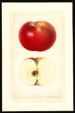 POM00002843 by Steadman, Royal Charles b., Fallon