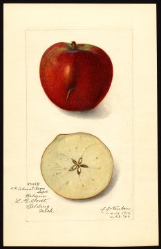 USDA Pomological Watercolor by Newton, Amanda Almira (Belding, Ionia, Michigan)