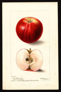 USDA Pomological Watercolor by Passmore, Deborah Griscom (Watha, Pender, North Carolina)