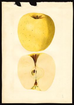 USDA Pomological Watercolor of Golden Delicious