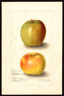 POM00004135 by Newton, Amanda Almira, Watsonville