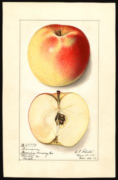 USDA Pomological Watercolor of Winter Banana