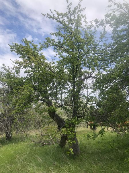 File:Tree McCoin Upper 64.jpg