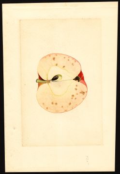 USDA Pomological Watercolor by Shull, James Marion (Pleasant Valley, El Dorado, California)