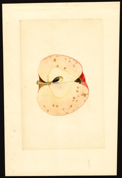 File:USDA Pomological Baldwin POM00001098.jpg