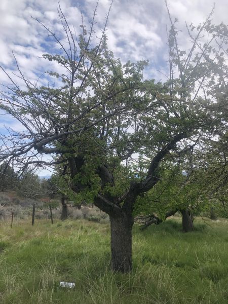 File:Tree McCoin Upper 42.jpg