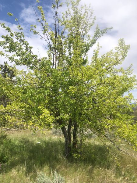 File:Tree McCoin Upper 58.jpg