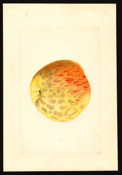 USDA Pomological Watercolor by Shull, James Marion