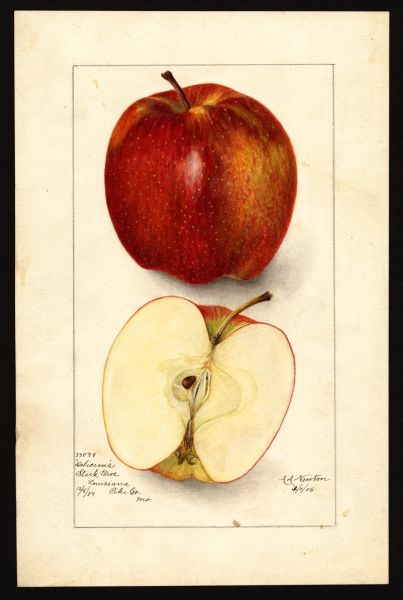 File:USDA Pomological Delicious POM00002001.jpg
