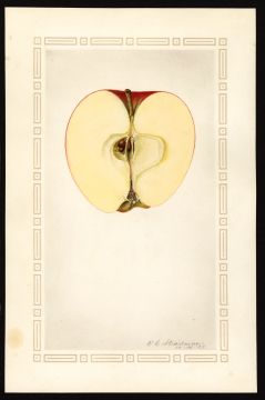 USDA Pomological Watercolor of Delicious