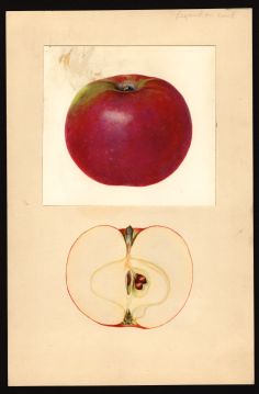 USDA Pomological Watercolor of McIntosh