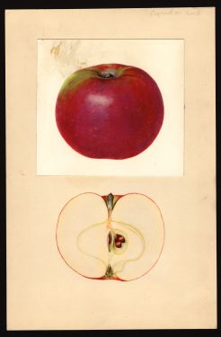 POM00002852 by Arnold, Mary Daisy, Geneva