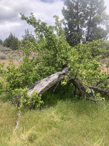 File:Tree McCoin Upper 52.jpg