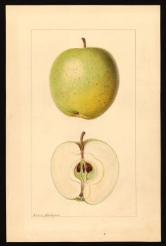 USDA Pomological Watercolor by Krieger, L.C.C. (Louis Charles Christopher) (Douglas Flat, Calaveras, California)