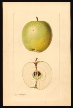 POM00000870 by Krieger, L.C.C. (Louis Charles Christopher), Douglas Flat