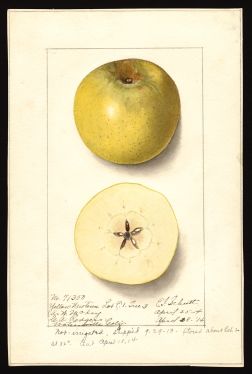 POM00000278 by Schutt, Ellen Isham, Watsonville