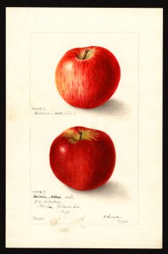 USDA Pomological Watercolor by Heiges, Bertha (Phelps, Ontario, New York)