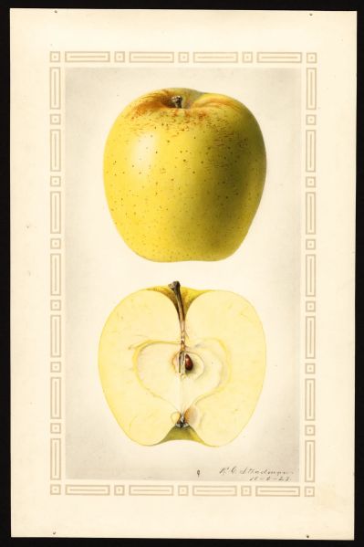 File:USDA Pomological Golden Delicious POM00002077.jpg