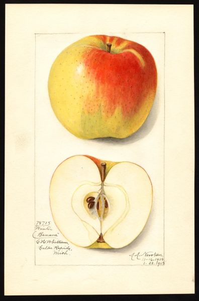 File:USDA Pomological Winter Banana POM00001560.jpg