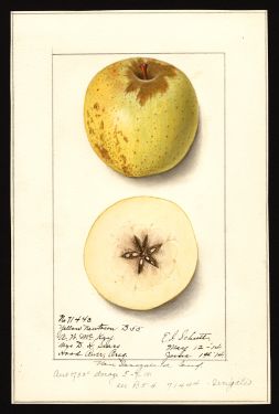 POM00000279 by Schutt, Ellen Isham, Hood River