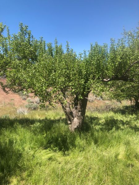 File:Tree McCoin Lower 74.jpg