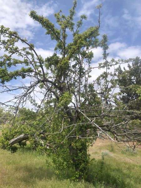 File:Tree McCoin Upper 53.jpg