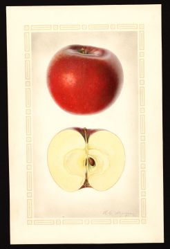 USDA Pomological Watercolor by Steadman, Royal Charles (Cranberry, Avery, North Carolina)