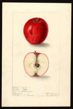 USDA Pomological Watercolor of Missouri Pippin