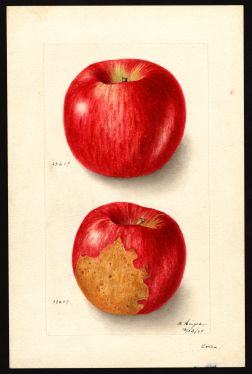 POM00003457 by Heiges, Bertha creator artist USDA, Syracuse